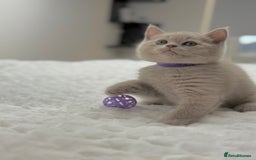 Scottish Fold cats for sale: Scottish straight - Image 3