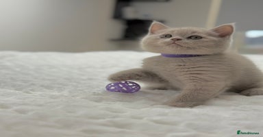 Scottish Fold cats - Advert 8