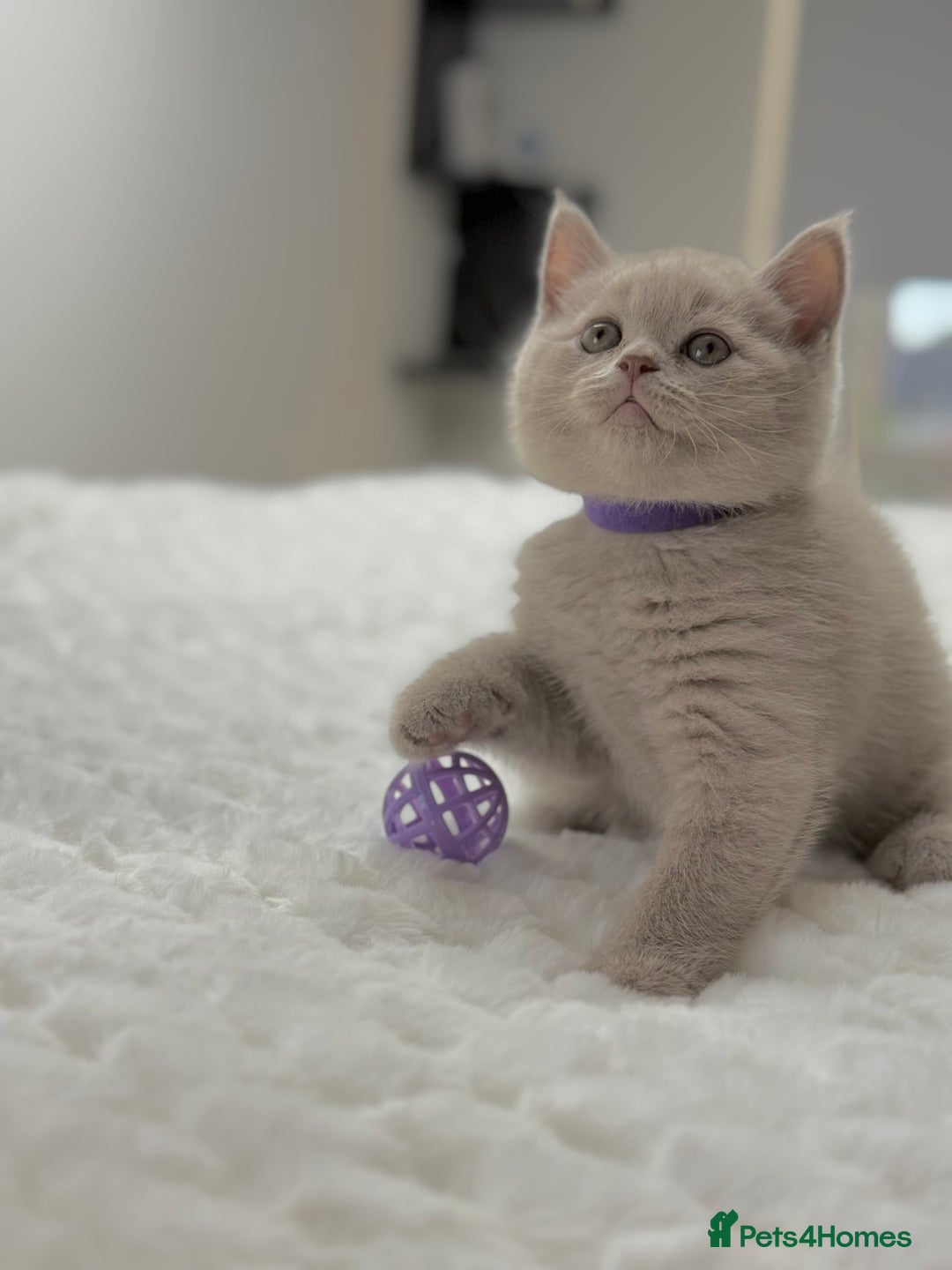 Scottish Fold cats for sale: Scottish straight - Image 3