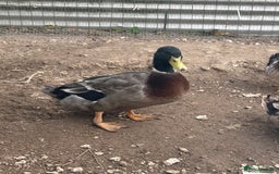 Ducks poultry for sale: 2 male drakes  - Image 2