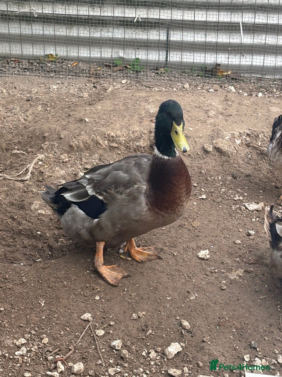Ducks poultry for sale: 2 male drakes  - Image 2