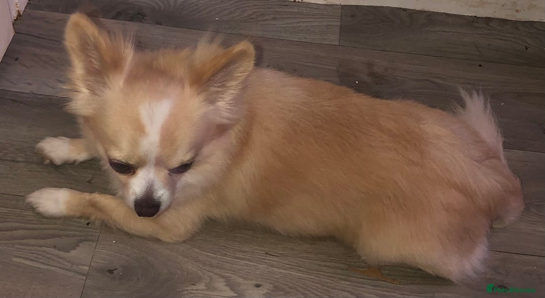 Chihuahua dogs for stud: Handsome Chihuahua for stud - Image 4
