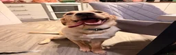Goldador dogs for sale: Roxas  in Wantage - Advert 2