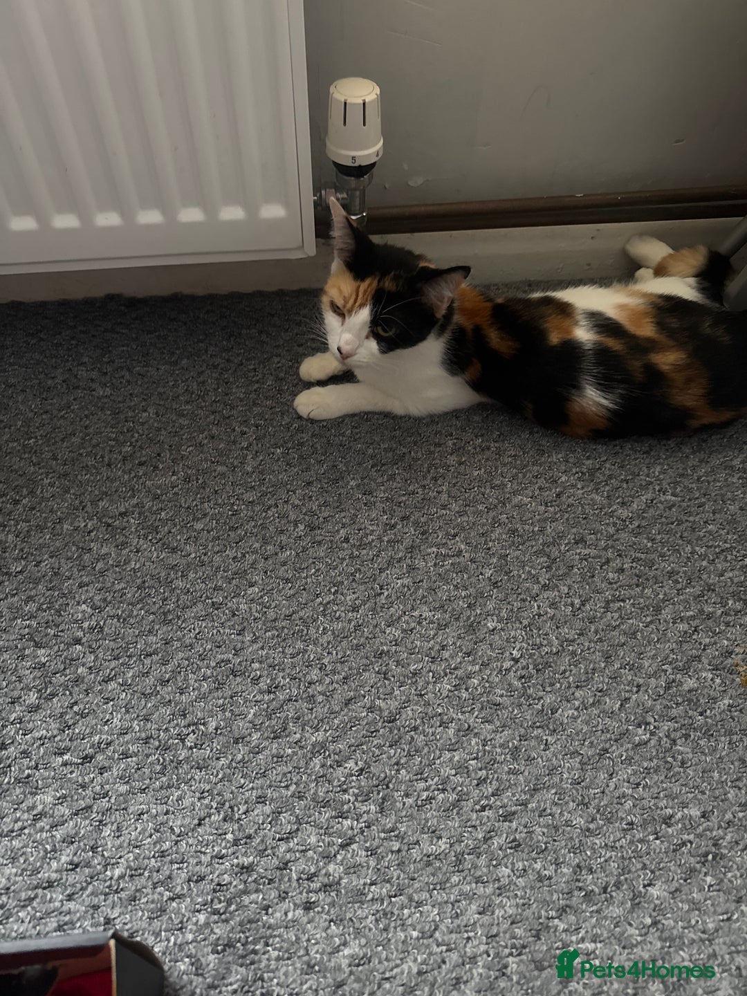 Siamese cats for sale: Lovely kittens for sale  - Advert 3