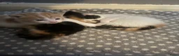 Mixed Breed cats for sale: Fluffy little kittens  - Advert 11