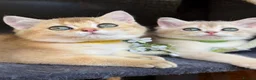 British Shorthair cats for sale: British sh blue golden kittens GCCF  - Advert 4