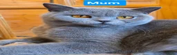 British Shorthair cats for sale: British Shorthair Lilac & Grey Blue Cute Kittens  - Advert 24