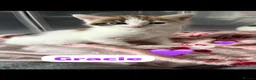 Mixed Breed cats for sale: 4 Beautiful kittens🩷🩵 - Advert 22