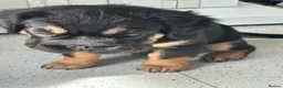 French Bulldog dogs for sale: Furbabys  - Advert 19
