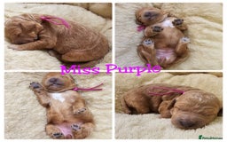 Australian Labradoodle dogs for sale: STUNNING FULLY HEALTH TESTED PUPPIES 🌟🐾 - Image 6