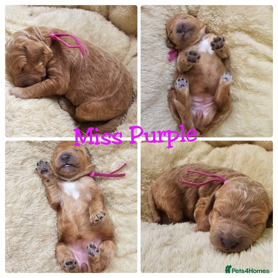 Australian Labradoodle dogs for sale: STUNNING FULLY HEALTH TESTED PUPPIES 🌟🐾 - Image 6