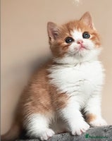 British Shorthair cats - Advert 10