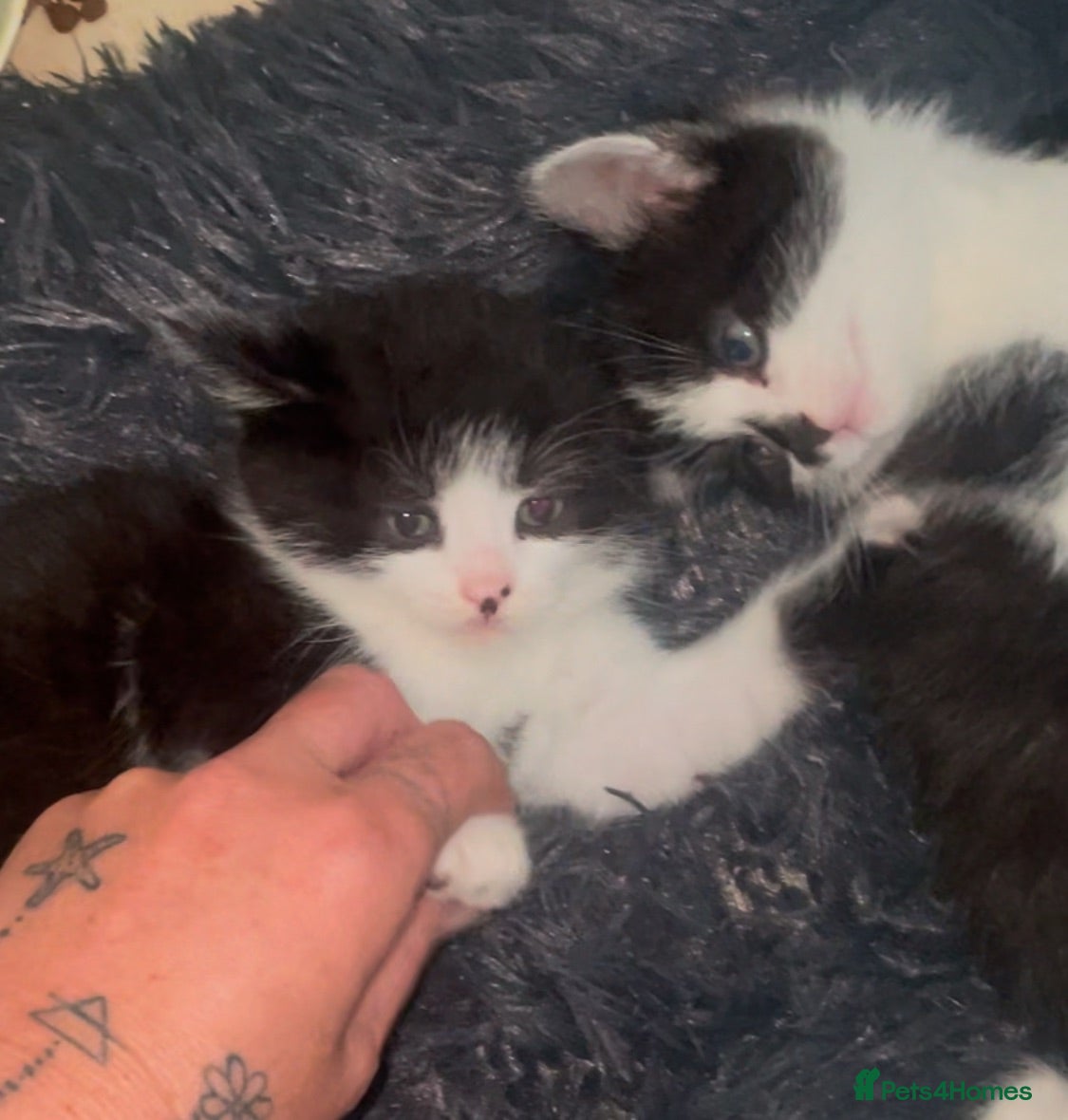 Mixed Breed cats BBSH mixed breed kitten black white boy - Advert 22