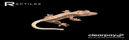 Gecko reptiles for sale: GECKO BABIES - Advert 3