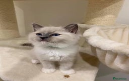 Ragdoll cats for sale: Mink Male Ragdoll - Image 4