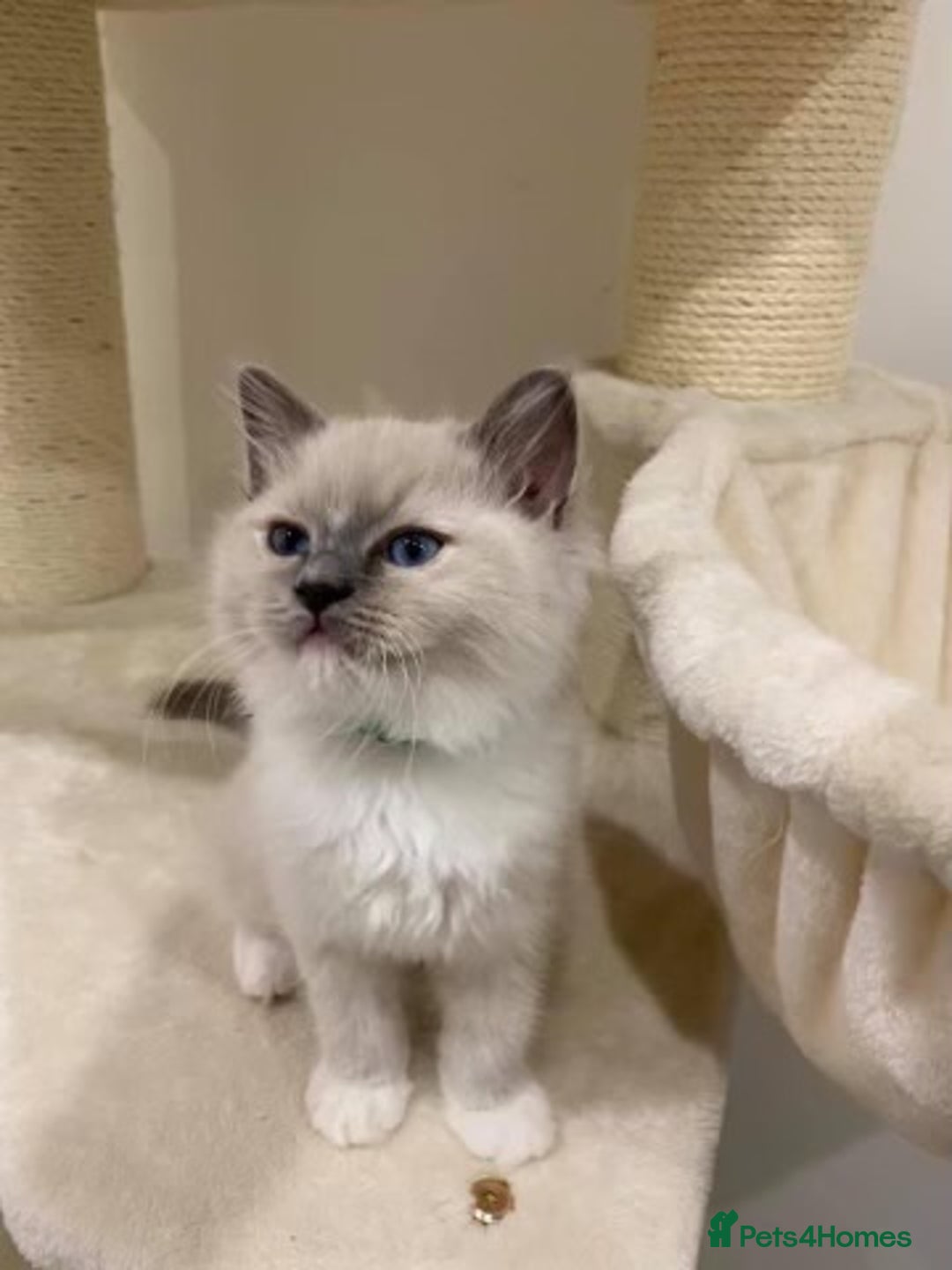 Ragdoll cats for sale: Mink Male Ragdoll - Image 4
