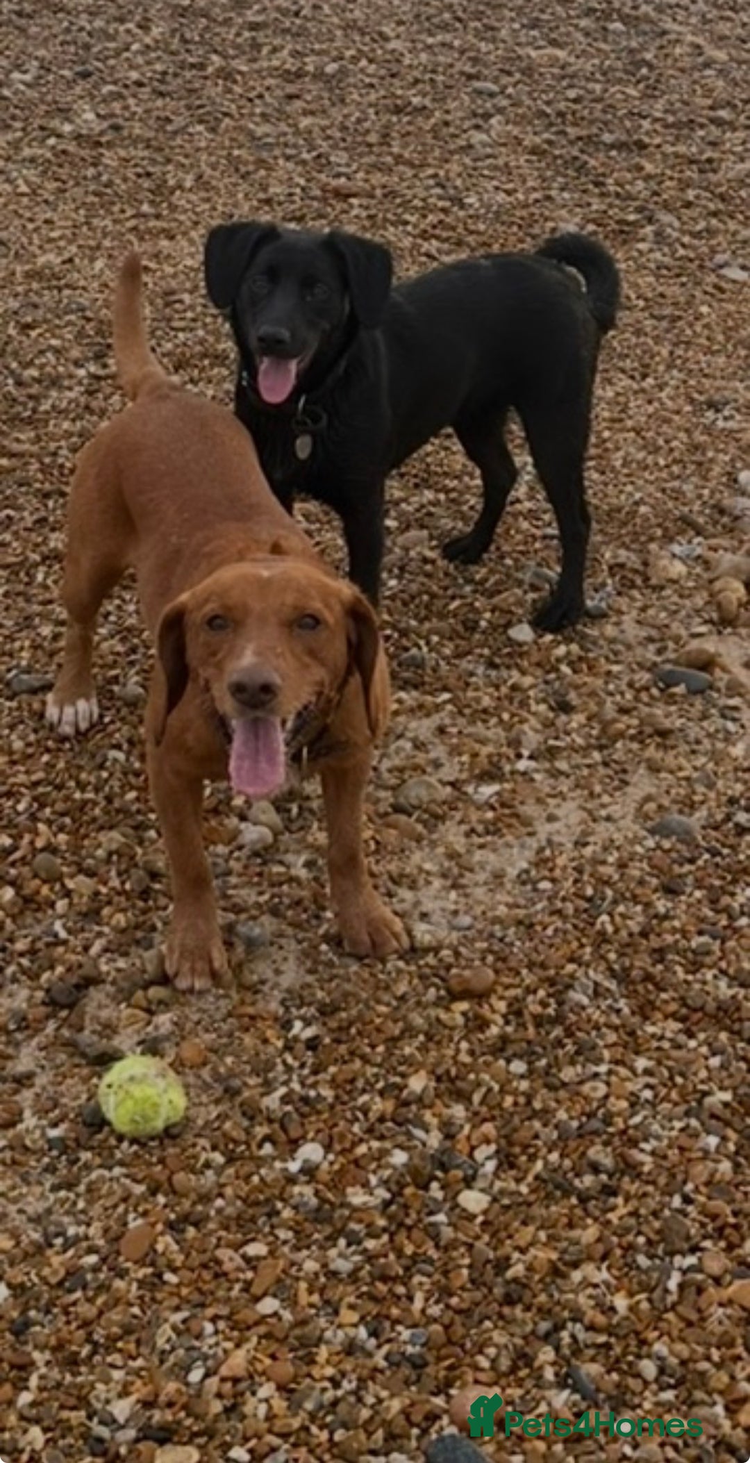 Cockerdor dogs for sale: Lovely Cockerdor puppies for sale  - Advert 3