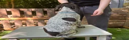 German Shorthaired Pointer dogs for sale: KC Ready to Leave (3 BOYS LEFT) GSP puppies  - Advert 10