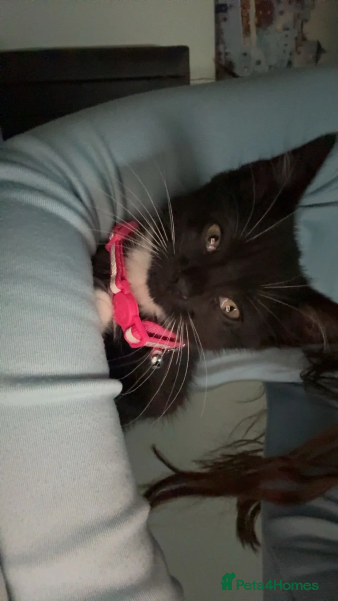 Mixed Breed cats for sale: 12 weeks old kitten for sale😍 in Leeds - Advert 1