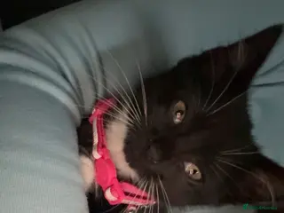 Mixed Breed cats Black/White Tuxedo Kitten for Sale 12 Weeks😍 - Advert 10