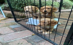 Cocker Spaniel dogs for sale: Stunning Top Working Cocker Spaniel Puppies - Image 17
