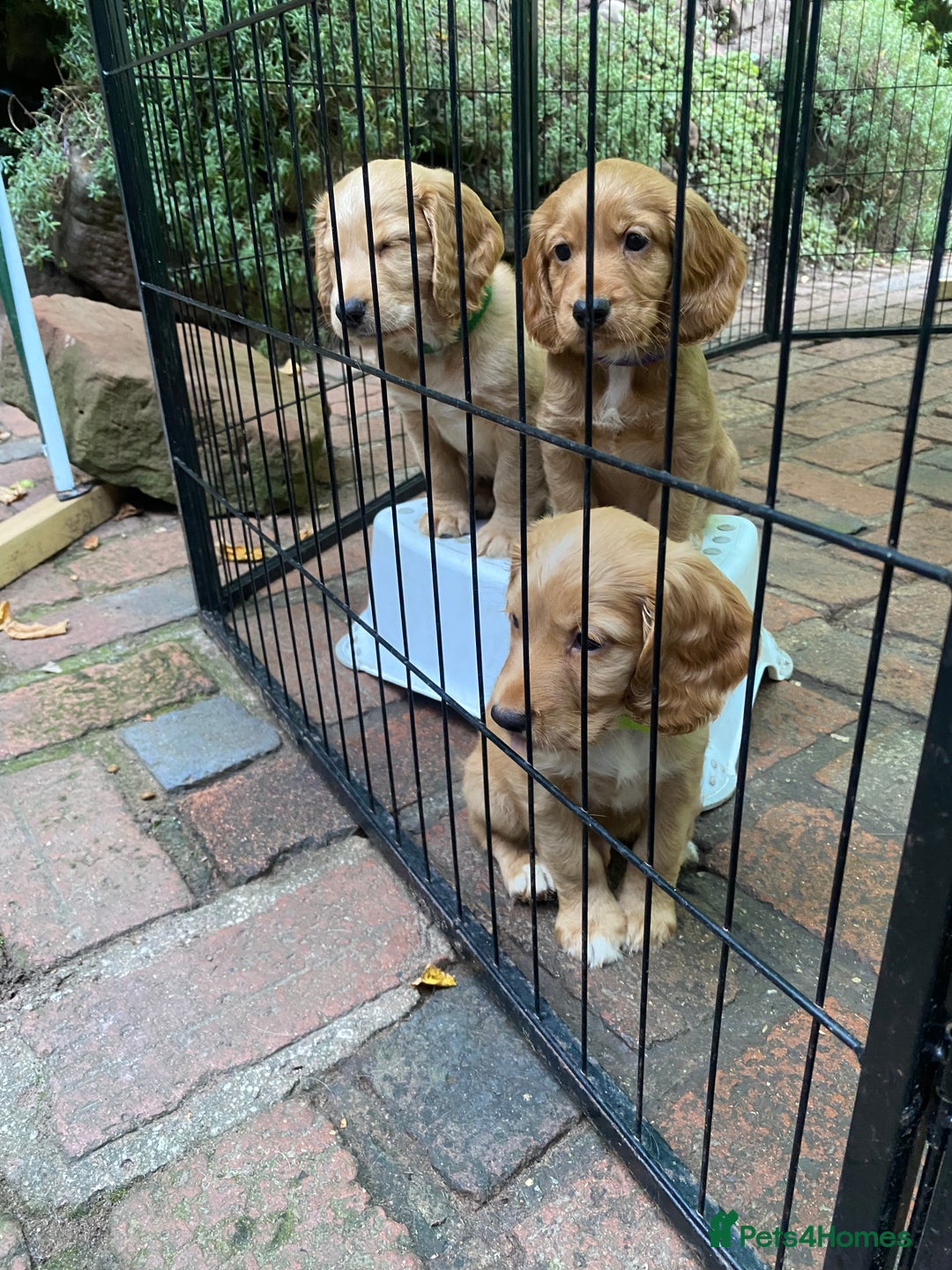 Cocker Spaniel dogs for sale: Stunning Top Working Cocker Spaniel Puppies - Image 17