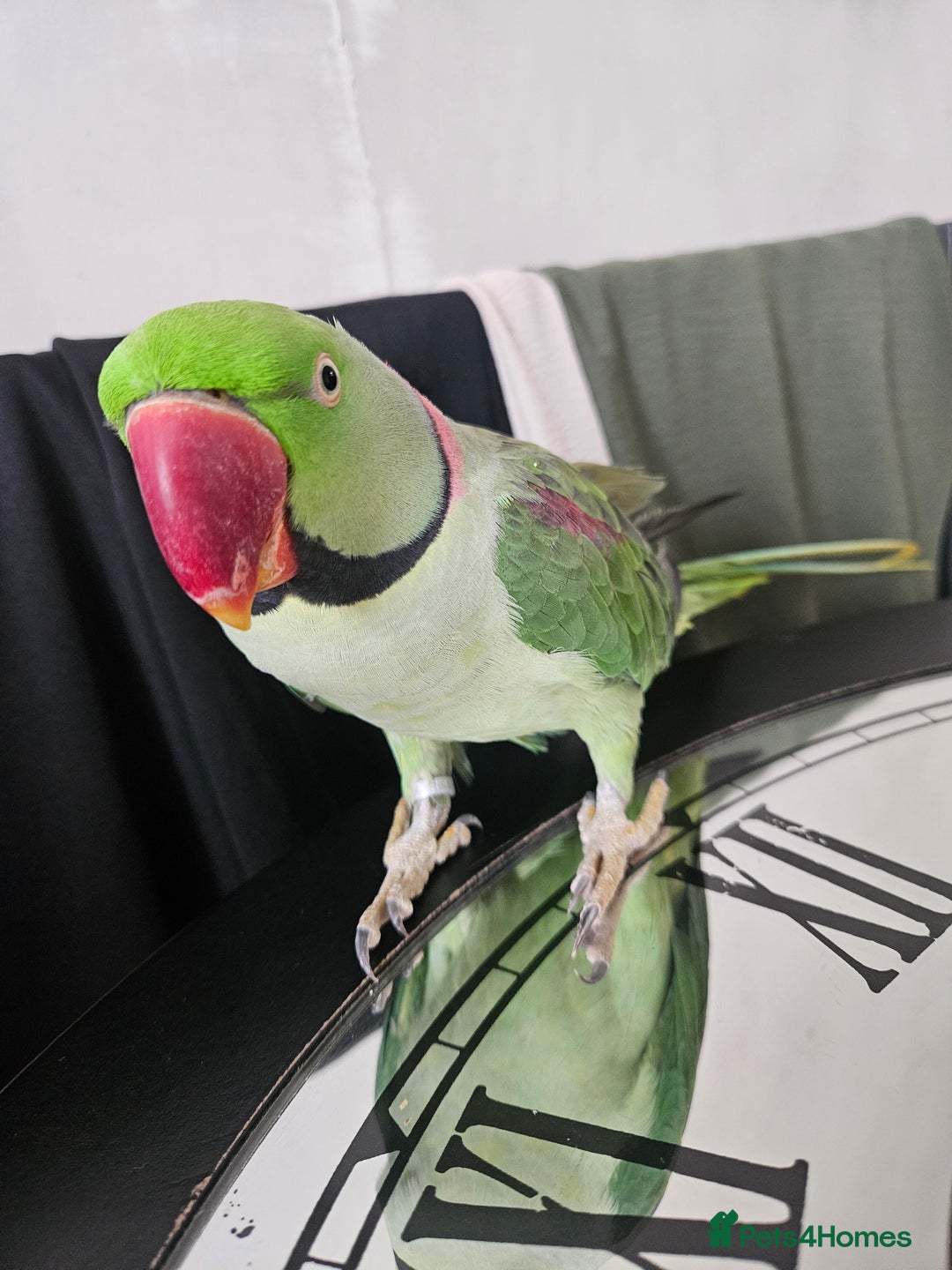 Parakeets birds for sale: Echo the alexandrine  - Image 2