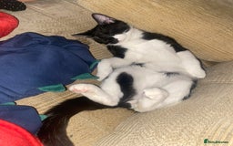 Domestic Shorthair cats for sale: Kitten to go to a good home  - Image 1