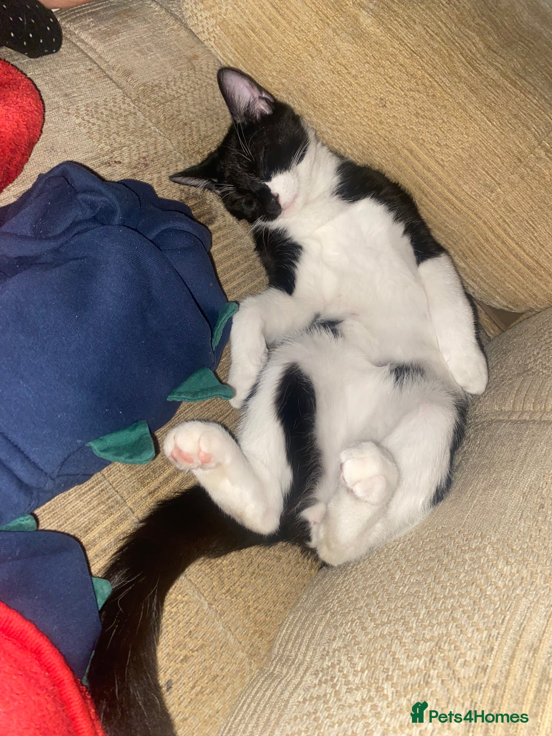 Domestic Shorthair cats for sale: Kitten to go to a good home  - Image 1