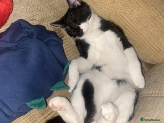 Domestic Shorthair cats - Advert 16