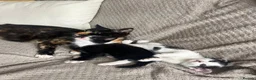 Mixed Breed cats for sale: Adorable kittens for sale - Advert 9