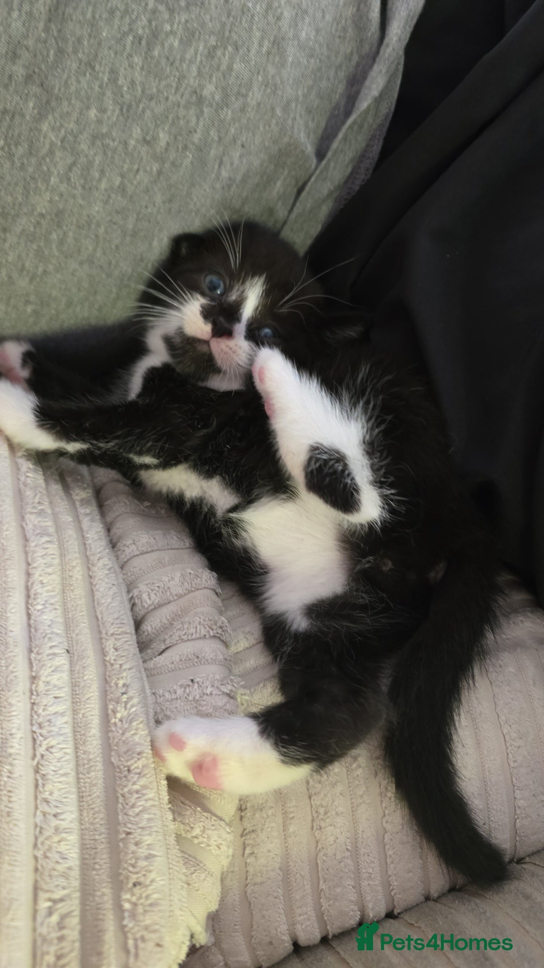 British Shorthair cats for sale: 4 kittens needing new homes - Image 7