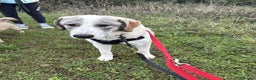 Mixed Breed dogs for adoption: WIGGLE - Advert 9