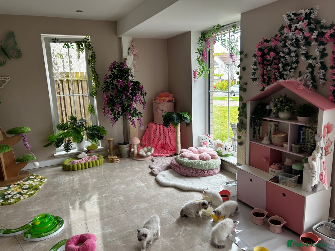 Ragdoll cats for sale: Beautiful Ragdoll kittens from Champion lines - Image 21