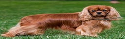 Cavalier King Charles Spaniel dogs for sale: Cavalier King Charles Spaniel Puppies KC Reg - Advert 4