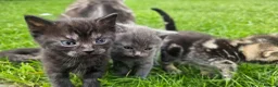 Mixed Breed cats for sale: Mixed Gray British Shorthair kittens 🩶 - Advert 3