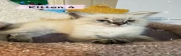 Ragdoll cats for sale: Amazing Ragdoll kittens in Leighton Buzzard - Advert 6