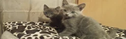 Russian Blue cats for sale: Russian Blue kittens  in Aberdeen - Advert 12