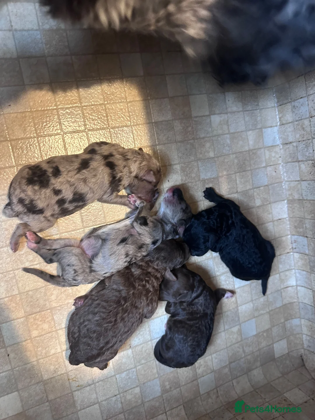 Poochon dogs for sale: Poochon pups 🐾 - Advert 2