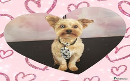 Yorkshire Terrier dogs for stud: Red Merle Yorkshire Terrier Stud - Image 1