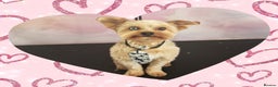 Yorkshire Terrier dogs for stud: Red Merle Yorkshire Terrier for Stud - Advert 1