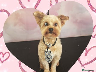 Yorkshire Terrier dogs for stud - Advert 1