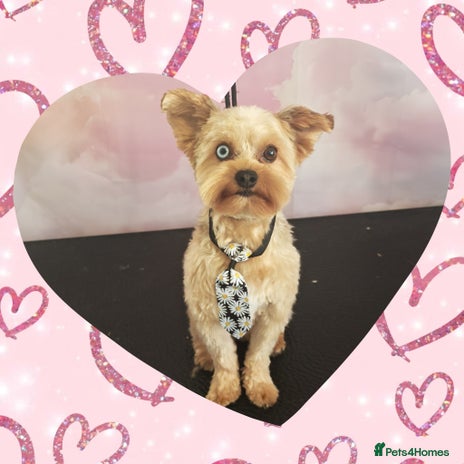 Yorkshire Terrier dogs Red Merle Yorkshire Terrier Stud - Advert 1