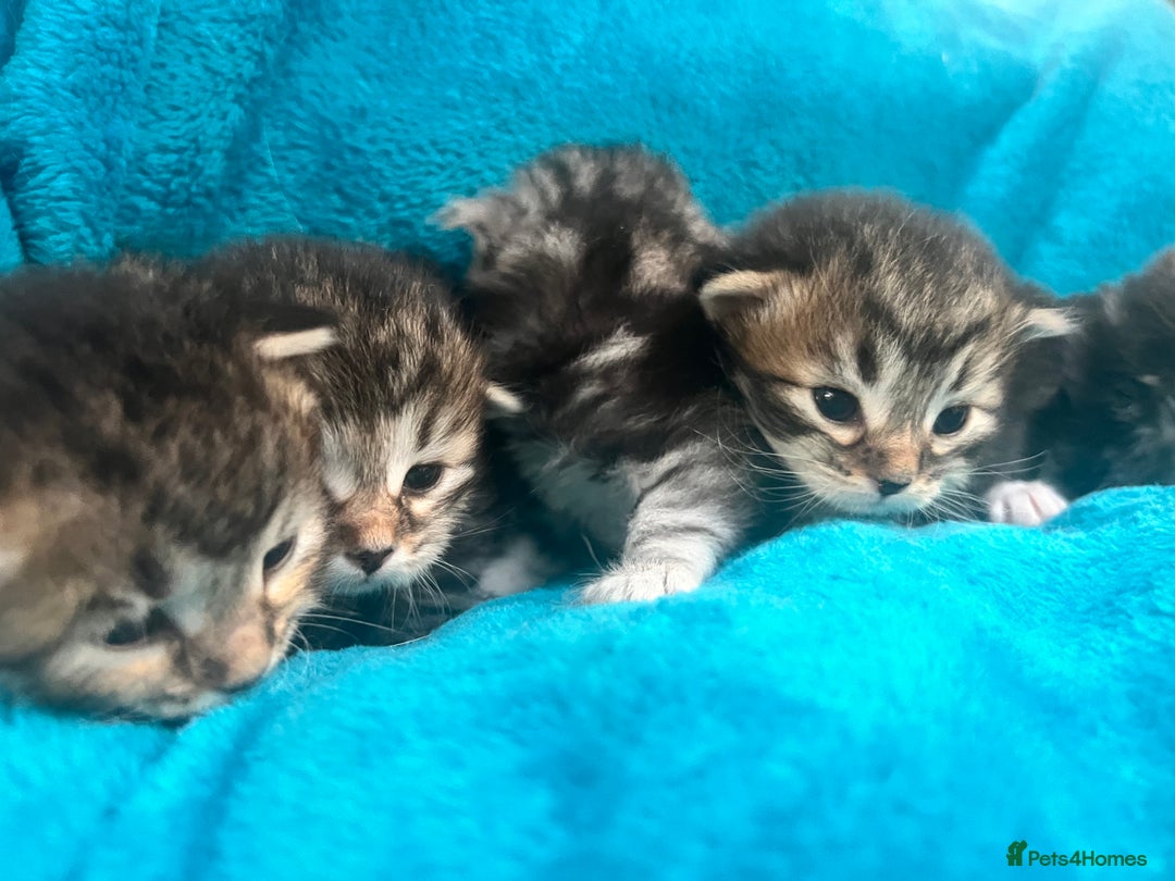 Siberian cats for sale: 🩶🩵Traditional Siberian Babies🩵🩶 - Advert 15