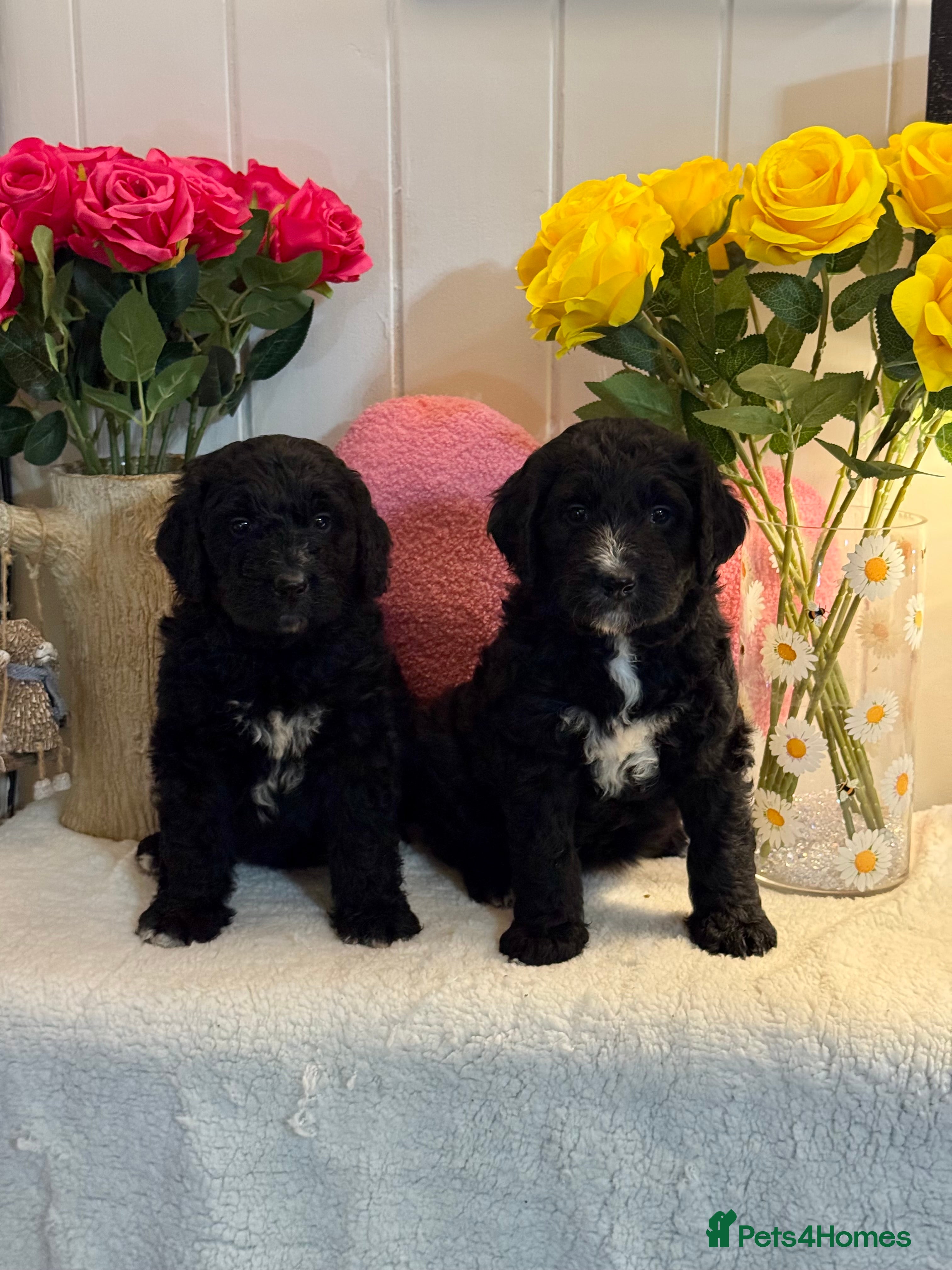 Bernedoodle dogs 2 left mini medium bernedoodle puppies for sale - Advert 1