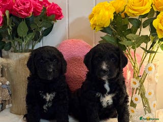 Bernedoodle dogs 2 left mini medium bernedoodle puppies for sale - Advert 1