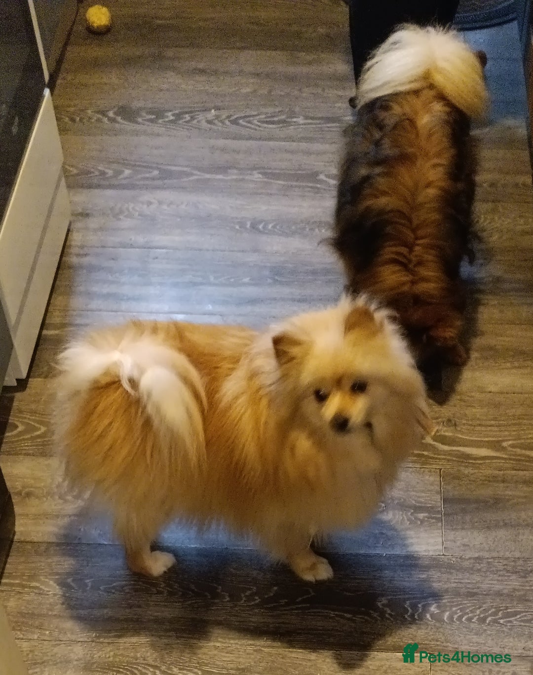 Pomeranian dogs for sale: Pomeranian and pomchi for rehome - Advert 2