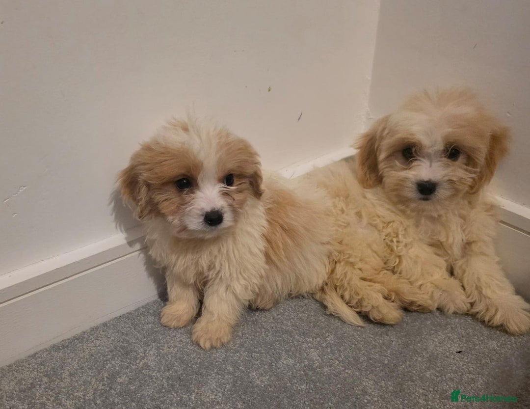 Cavachon dogs for sale: Cavachon puppies  - Advert 9