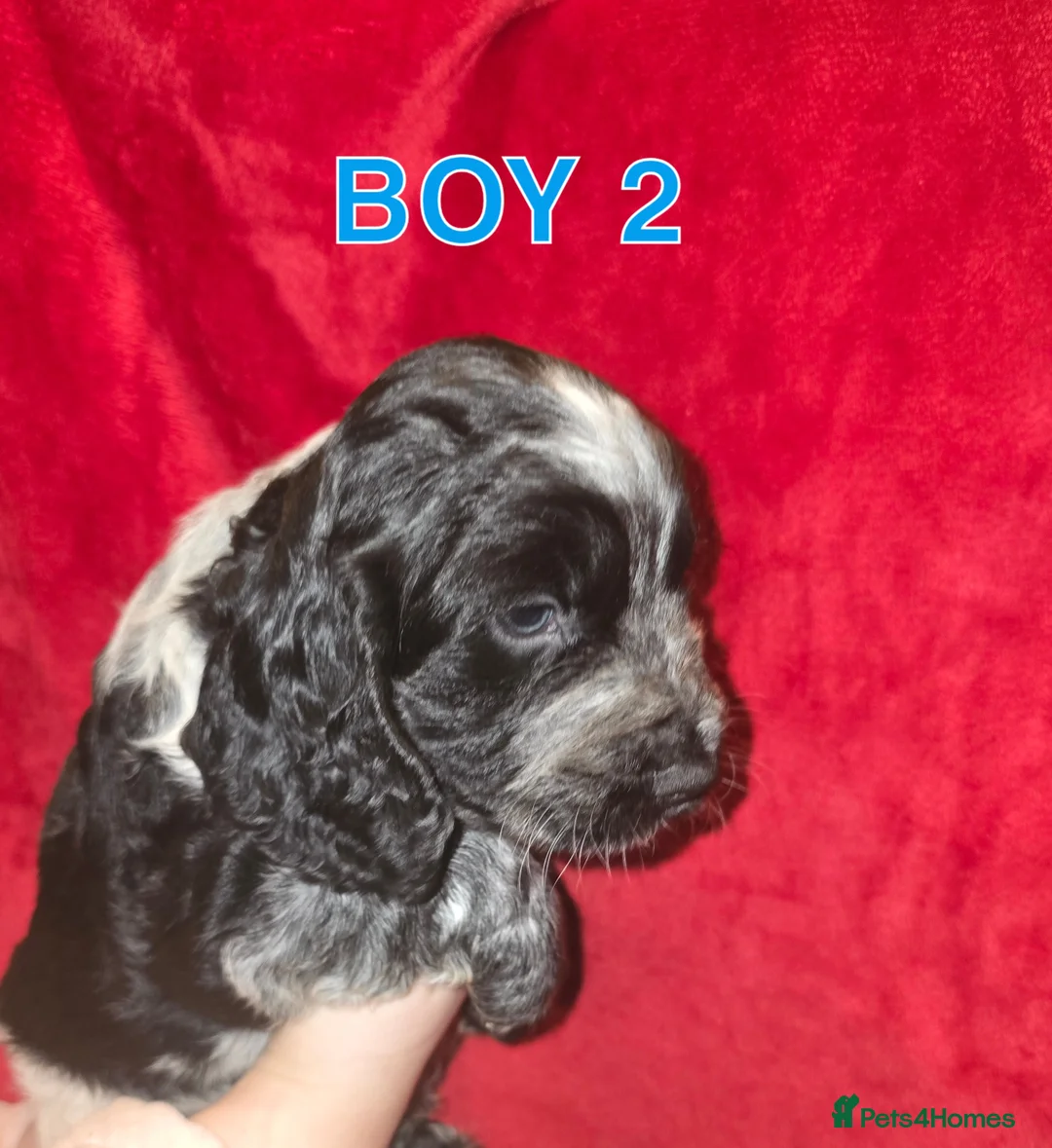 Cocker Spaniel dogs for sale: Cocker spaniel pups - Advert 4