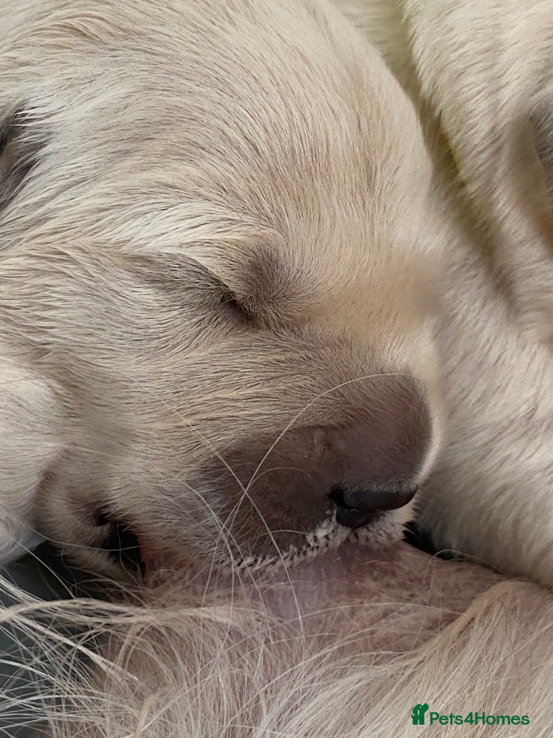 Golden Retriever dogs for sale: Fluffy Cream & Gold Golden Retriever Puppies - Image 5